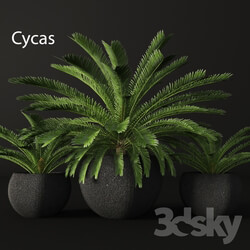 Plant Cycas 
