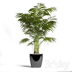 Plant Palm 