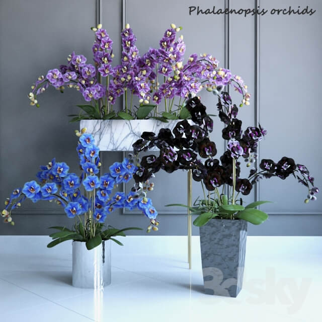 Phalaenopsis Orchids Set 2 Indoor 3D Models