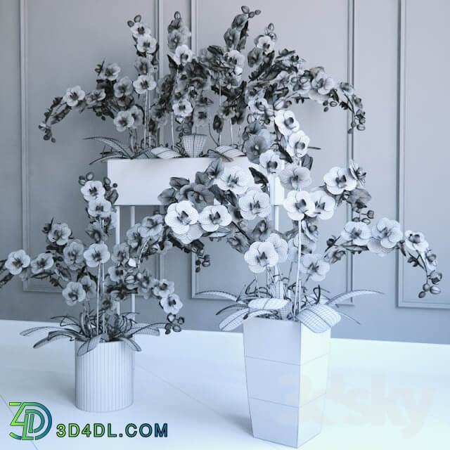 Phalaenopsis Orchids Set 2 Indoor 3D Models