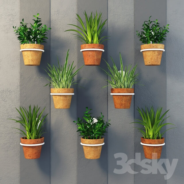 Plant Clay pots with herbs on the wall