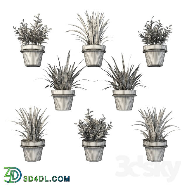 Plant Clay pots with herbs on the wall