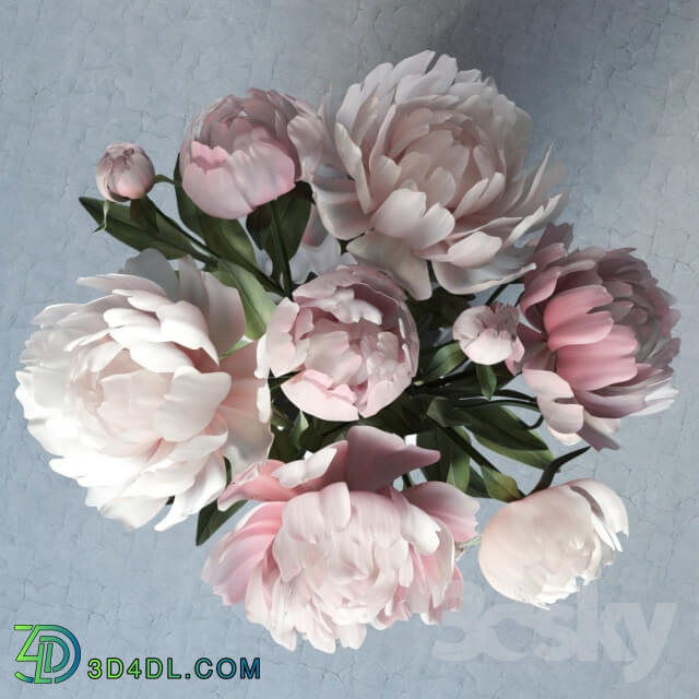 Plant peonies