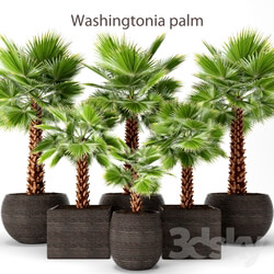 Plant A set of palm trees. Washington. Brahea edulis. 2 