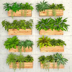 Plant Plants on the wall  