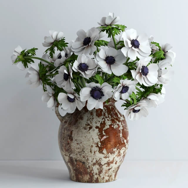 Plant White anemones