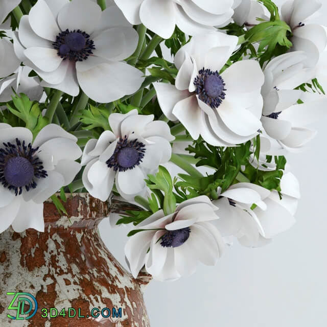 Plant White anemones