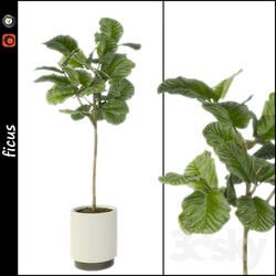 Plant Ficus 