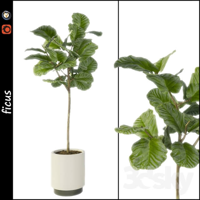 Plant Ficus