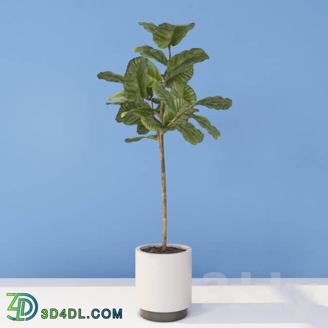 Plant Ficus