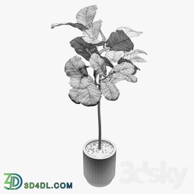 Plant Ficus