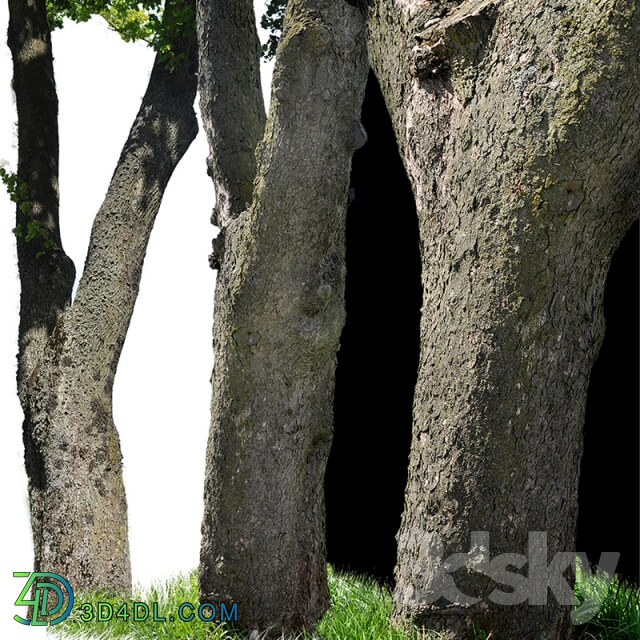 Miscellaneous Tree trunks textures