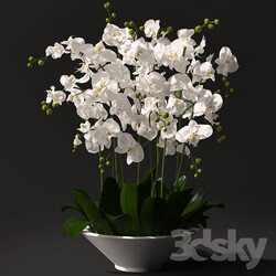 Orchid arrangement Indoor 3D Models 