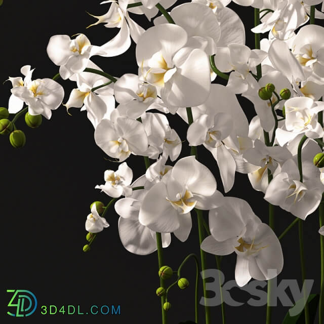 Orchid arrangement Indoor 3D Models