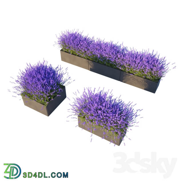 Lavender in Cubes Outdoor 3D Models