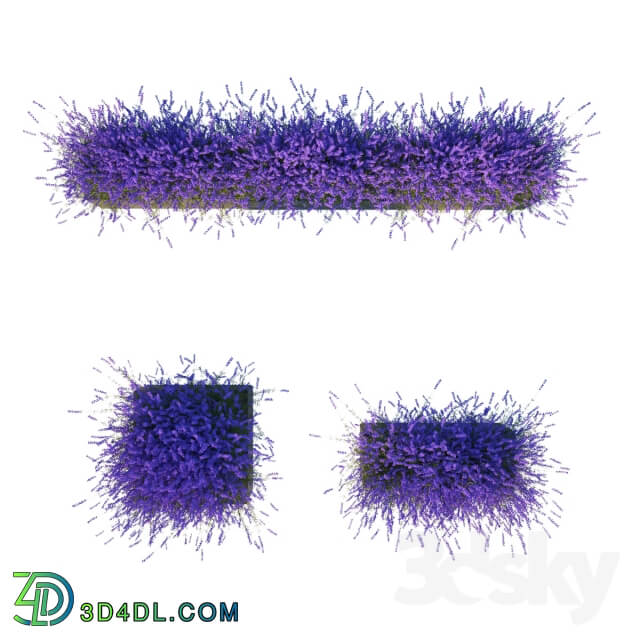 Lavender in Cubes Outdoor 3D Models