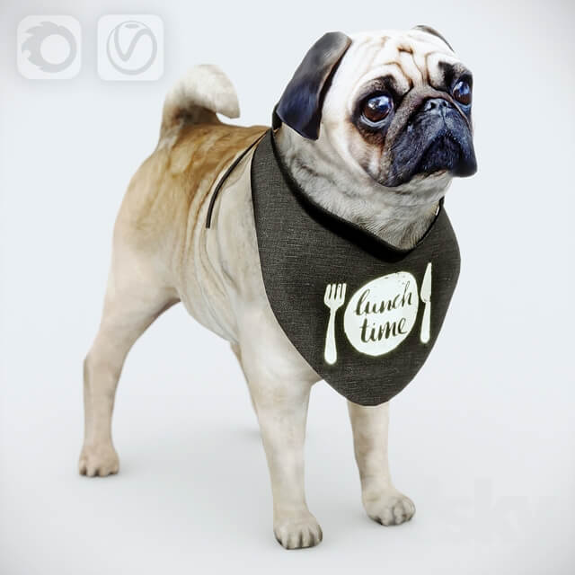 Cute Pug vray corona 