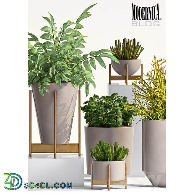 Plant PLANT SET 66