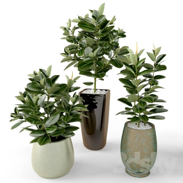 Plant Ficus Ficus