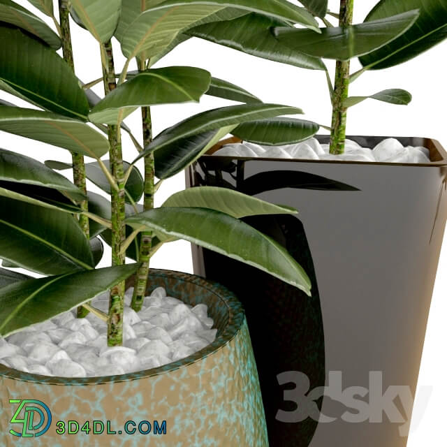 Plant Ficus Ficus