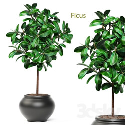 Ficus ornamental tree ficus elastica pink pot flowerpot interior ficus abidjan 3D Models 