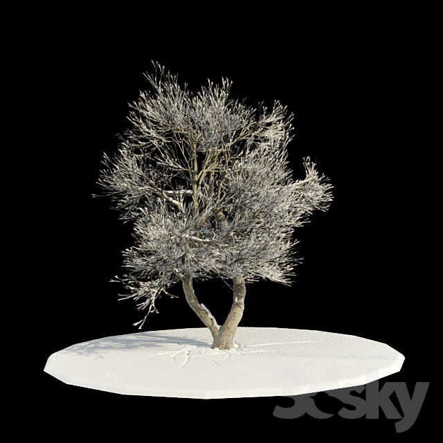 tree snow v3 tree in snow v3 3D Models