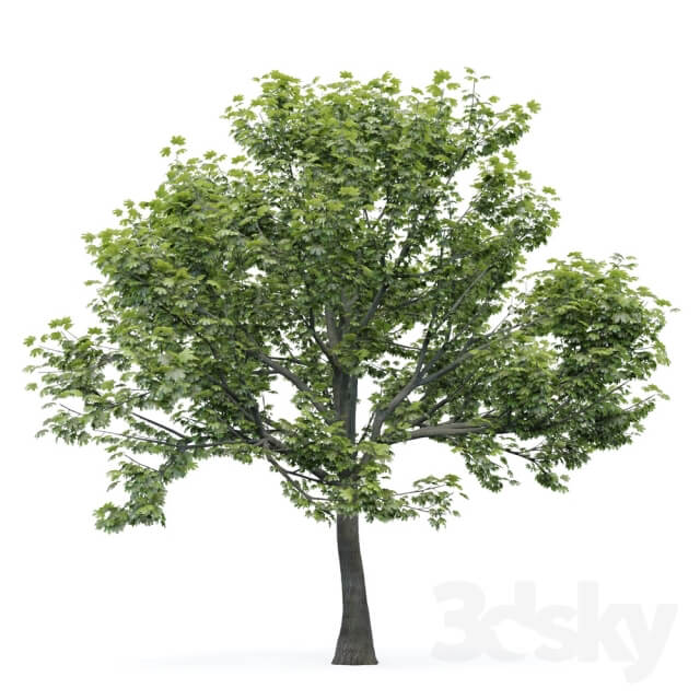Plant Maple tree
