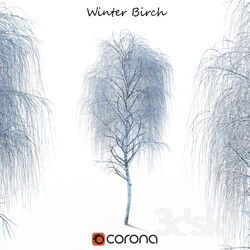 Plant Winter birch 