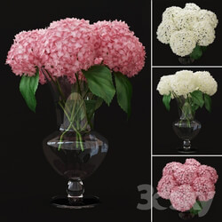 Plant Hydrangea2 