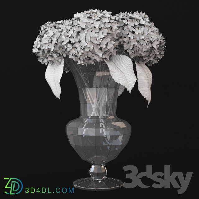 Plant Hydrangea2