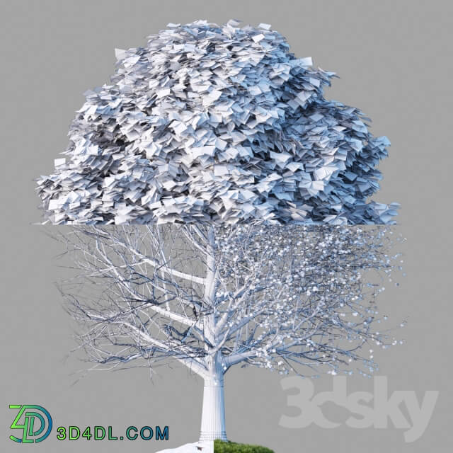 Oak 001 4 Seasons 3D Models