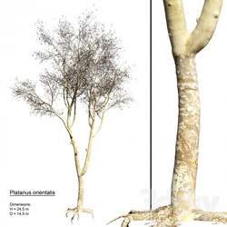 Plant Platanus orientalis 