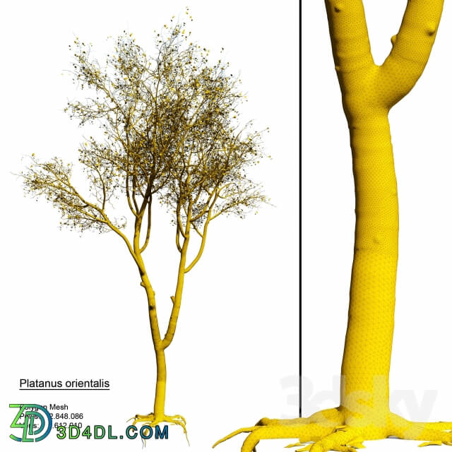 Plant Platanus orientalis