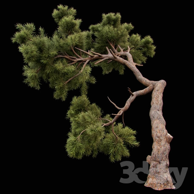Plant Curved Pine
