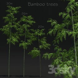 Bamboo Trees 3D Models 