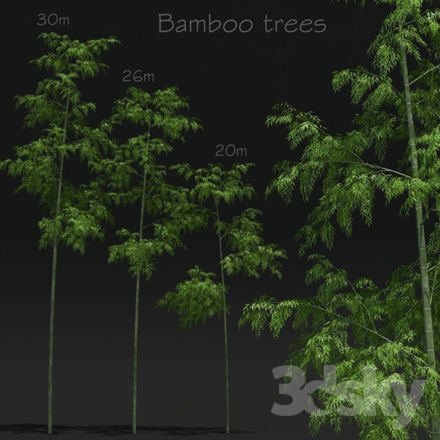 Bamboo Trees 3D Models