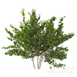 cherry bush Bush 3D Models 