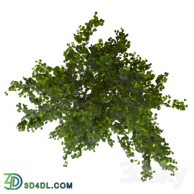 cherry bush Bush 3D Models