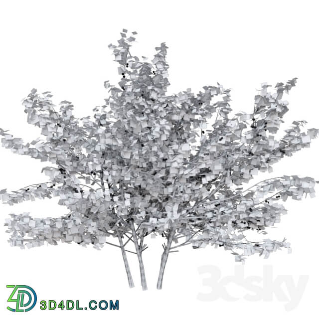 cherry bush Bush 3D Models