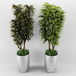 Plant dracaena 