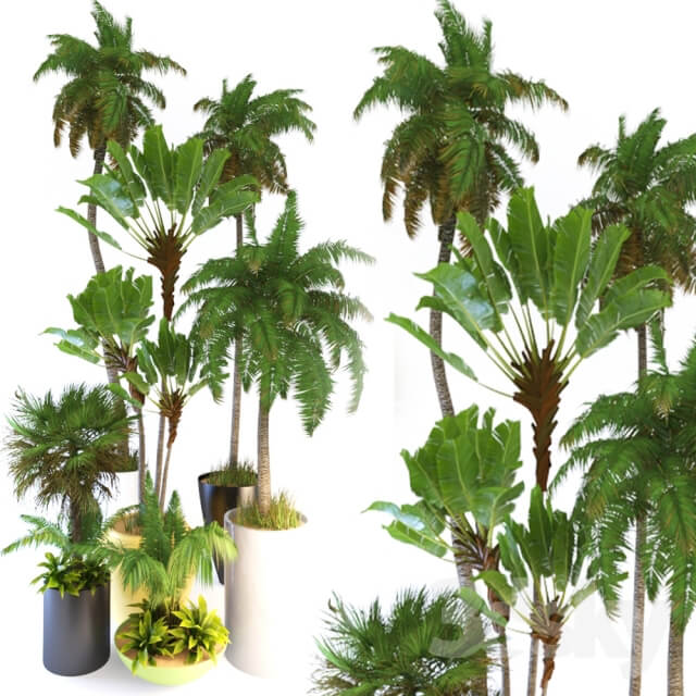 Plant Palm Tree3