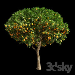 Orange Tree 12 