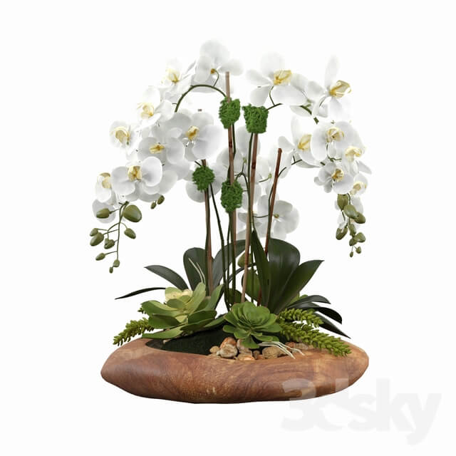 Phalaenopsis Silk Orchids