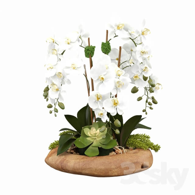 Phalaenopsis Silk Orchids