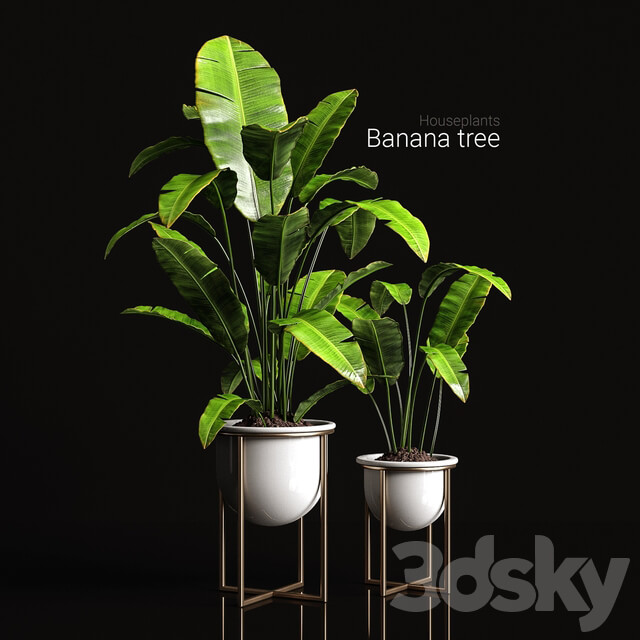 Houseplants banana tree