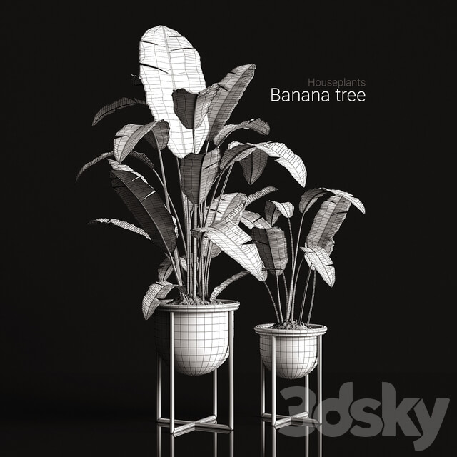 Houseplants banana tree