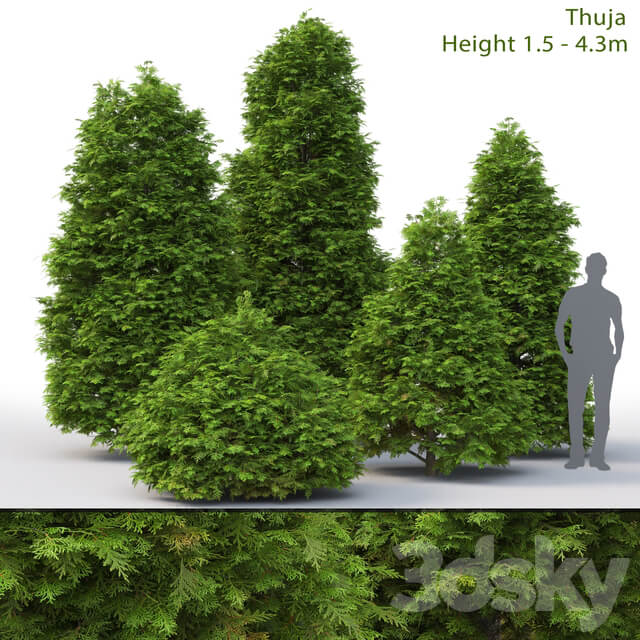 Thuja Thuja 3 1.5 4.3m 