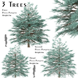 Set of Picea Pungens Trees Blue spruce 3 Trees  