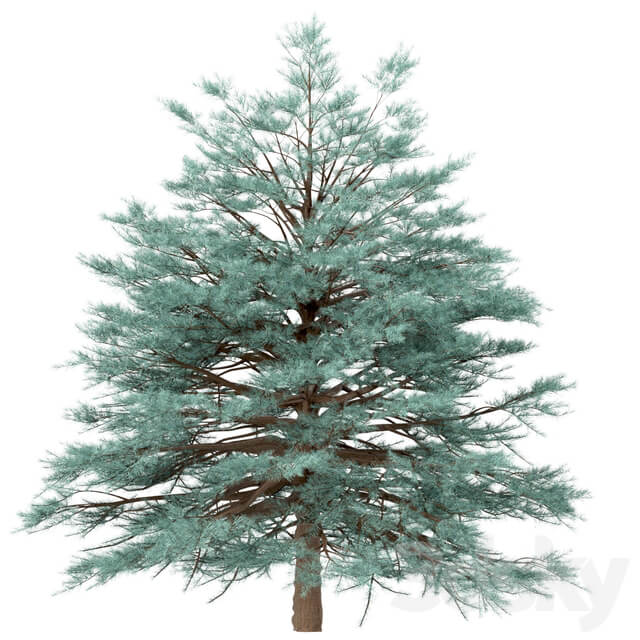 Set of Picea Pungens Trees Blue spruce 3 Trees 