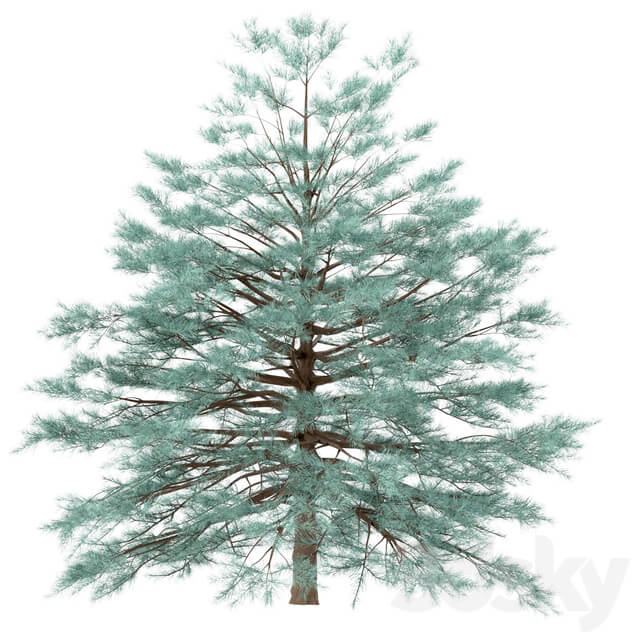 Set of Picea Pungens Trees Blue spruce 3 Trees 